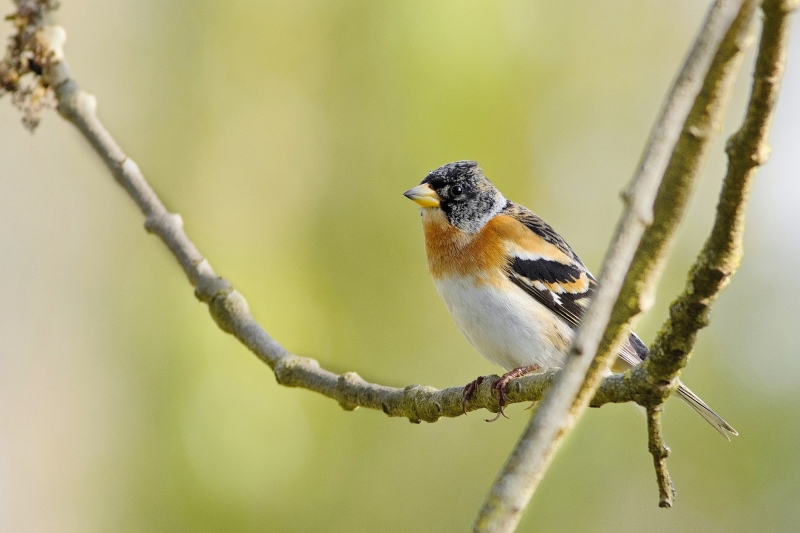Photo Oiseaux Pinson du Nord (Fringilla montifringilla)