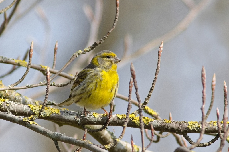 Photo Oiseaux serin cini (Serinus serinus)