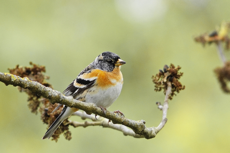 Photo Oiseaux Pinson du Nord (Fringilla montifringilla)