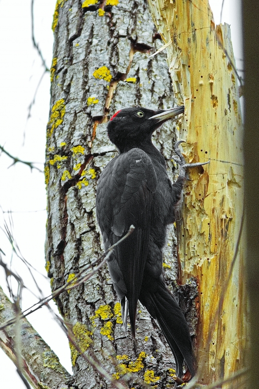 Photo Oiseaux Pic noir (Dryocopus martius)
