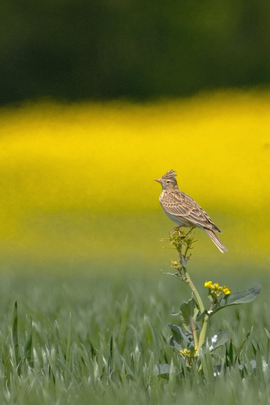 Photo Oiseaux Alouette des champs (Alauda arvensis)