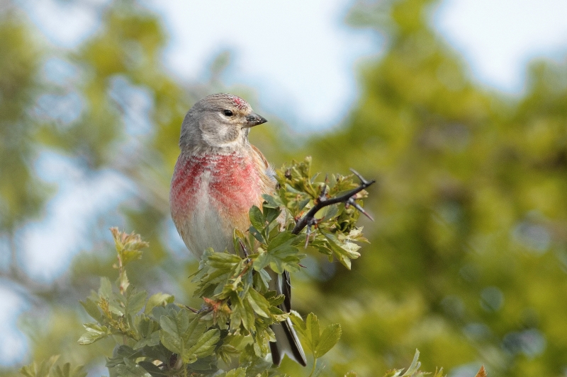 Photo Oiseaux Linotte mélodieuse (Linaria cannabina)