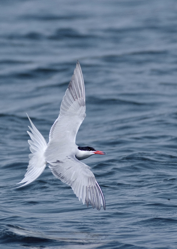 Photo Oiseaux Sterne pierregarin (Sterna hirundo)