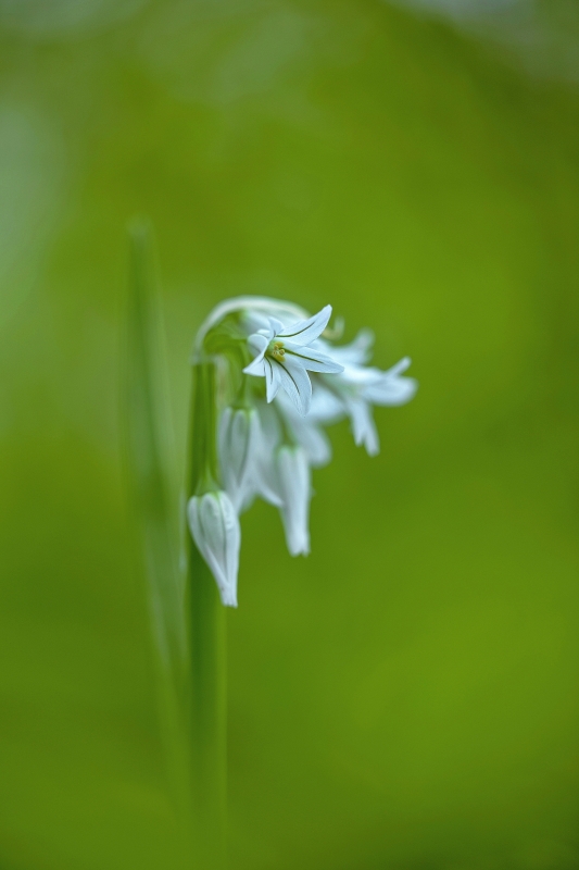 Photo Flore Ail à trois angles (Allium triquetrum)