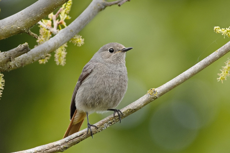 Photo Oiseaux Rougequeue noir (Phoenicurus ochruros)