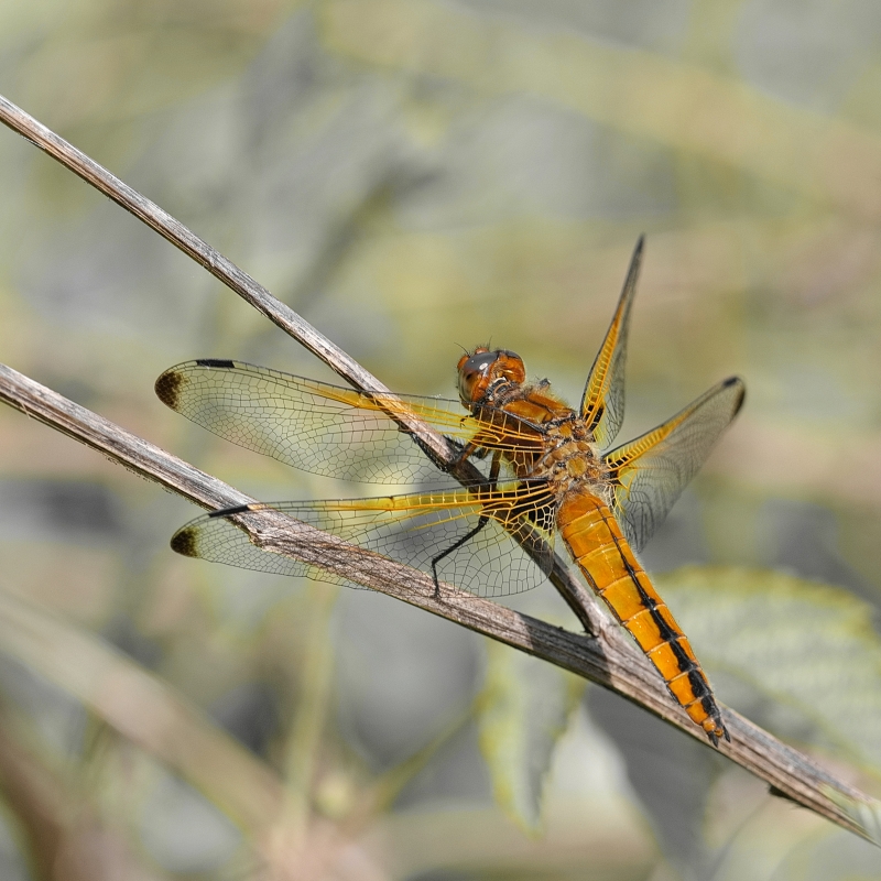 Photo Insectes Libellule fauve (libellula fulva)