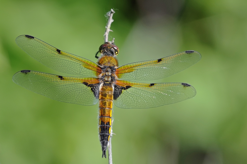 Photo Insectes Libellule à quatre taches (Libellula quadrimaculata)