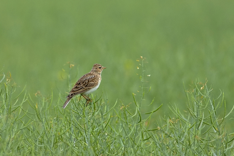 Photo Oiseaux Alouette des champs (Alauda arvensis)