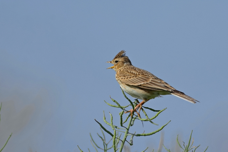 Photo Oiseaux Alouette des champs (Alauda arvensis)