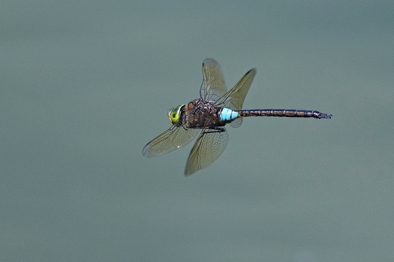 Photo Insectes Anax napolitain (Anax parthenope)