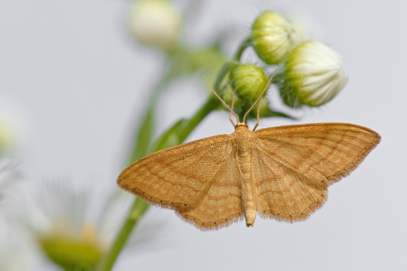 Photo Insectes Acidalie ocreuse (Idaea ochrata)