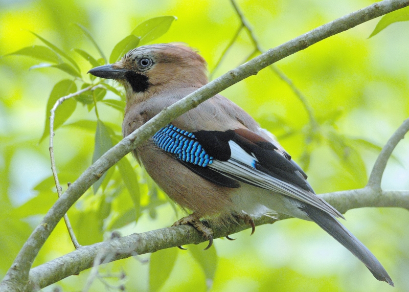 Photo Oiseaux Geai des chènes (Garrulus glandarius)