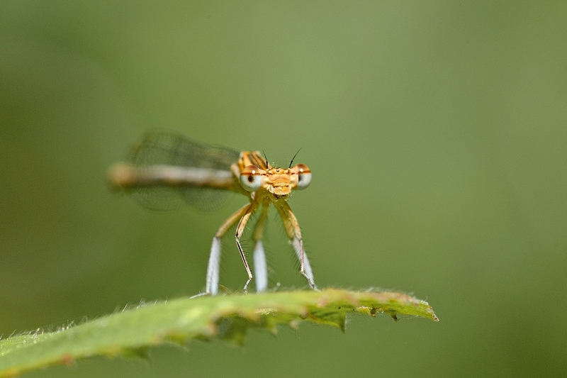 Photo Insectes agrion à larges pattes (Platycnemis pennipes)