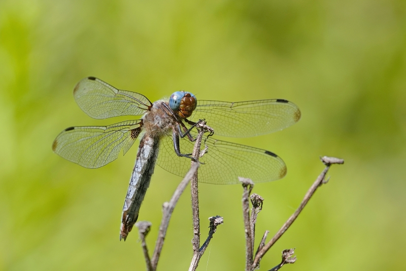 Photo Insectes Libellule fauve (libellula fulva)
