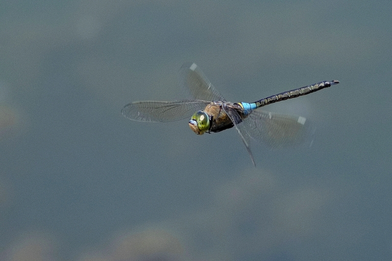 Photo Insectes Anax napolitain (Anax parthenope)