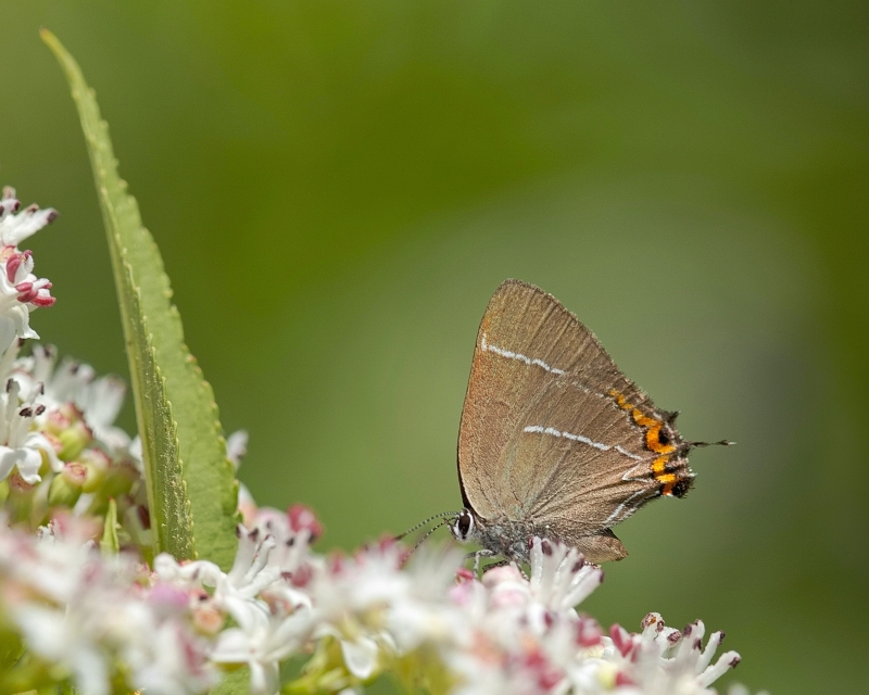 Photo Insectes Thécla de l'orme (Lycaenidae Theclinae)