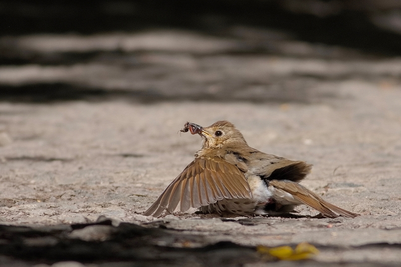 Photo Oiseaux Grive musicienne (Turdus philomelos)