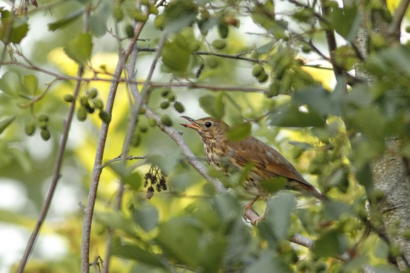 Photo Oiseaux Grive musicienne (Turdus philomelos)