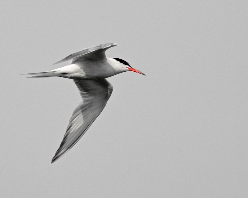 Photo Oiseaux Sterne pierregarin (Sterna hirundo)