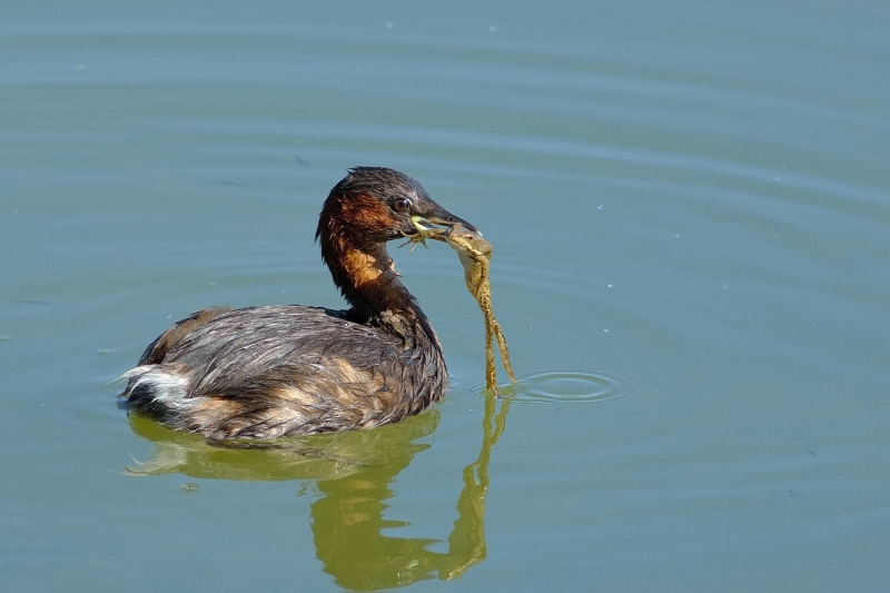 Photo Oiseaux Grèbe castagneux (Tachybaptus ruficollis)