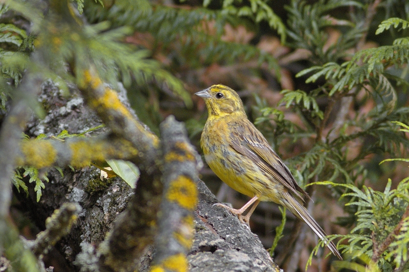 Photo Oiseaux Bruant jaune (Emberiza citrinella)