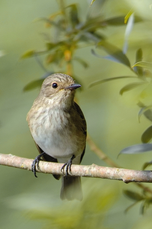 Photo Oiseaux Gobemouche gris (Muscicapa striata)