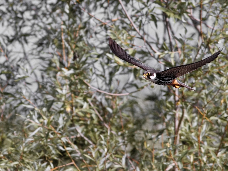 Photo Oiseaux Faucon hobereau (Falco subbuteo)