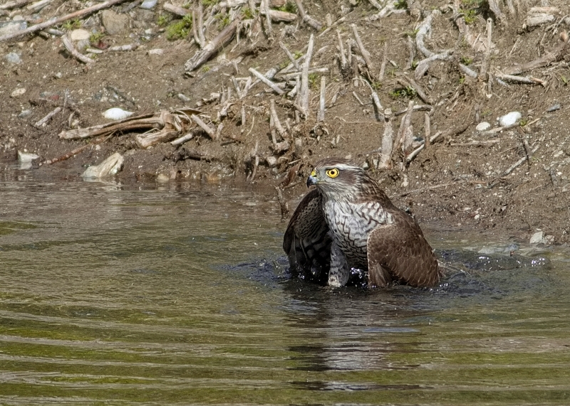 Photo Oiseaux Épervier d'Europe (Accipiter nisus)