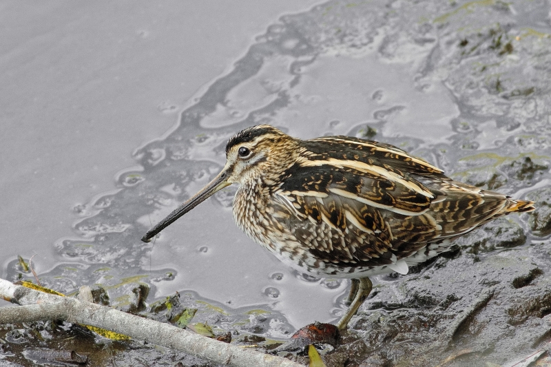 Photo Oiseaux Bécassine des marais (Gallinago gallinago)