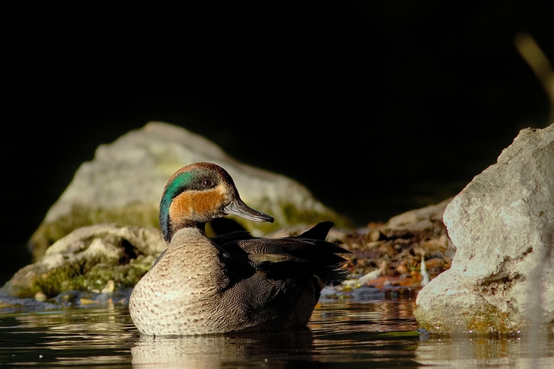 Photo Oiseaux Sarcelle hybride