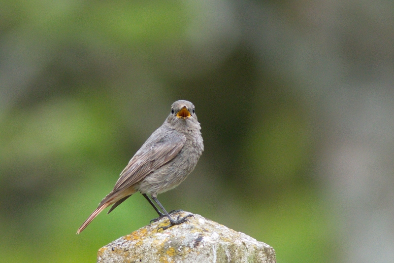 Photo Oiseaux Rougequeue noir (Phoenicurus ochruros)