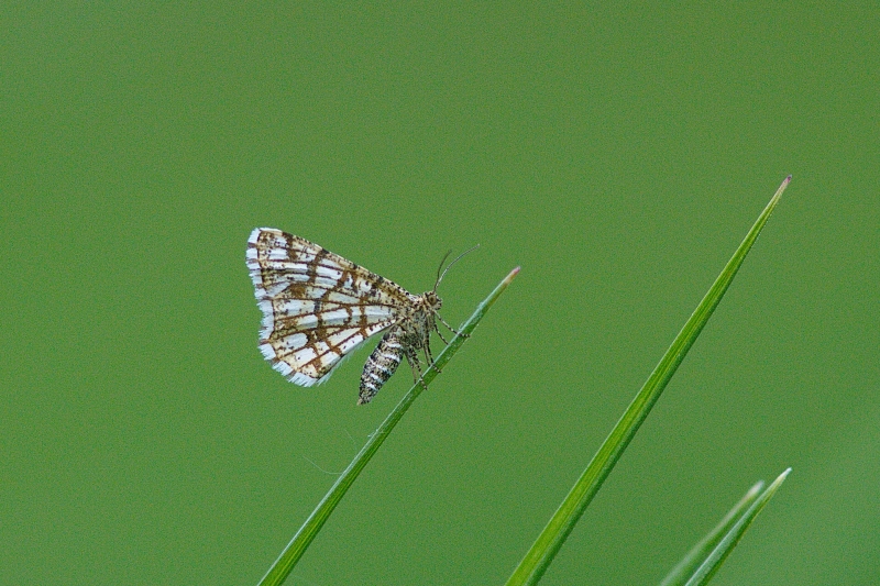 Photo Insectes Réseau (Chiasmia clathrata)