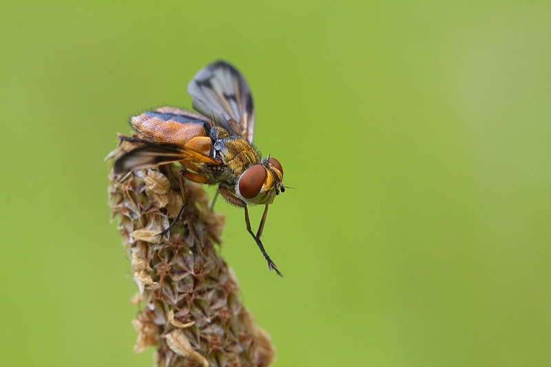 Photo Insectes Phasie crassipenne (Ectophasia crassipennis)