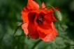 Photo nature