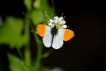 papillon aurore