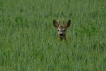 Photo nature
