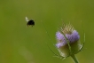 Photo nature
