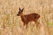 Photo nature