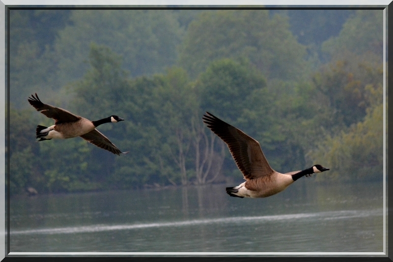 SAN_8854.JPG Bernache du Canada (Branta canadensis)