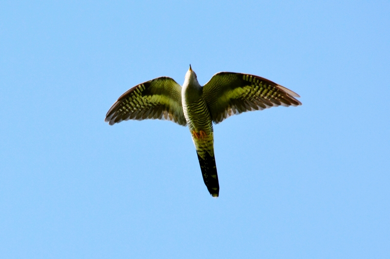 SAN_9082.JPG Coucou gris (Cuculus canorus)