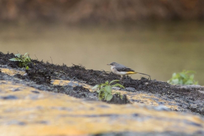 Bergeronnette des ruisseaux (Motacilla cinerea)