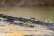  Bergeronnette des ruisseaux (Motacilla cinerea)