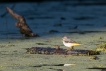  Bergeronnette des ruisseaux (Motacilla cinerea)