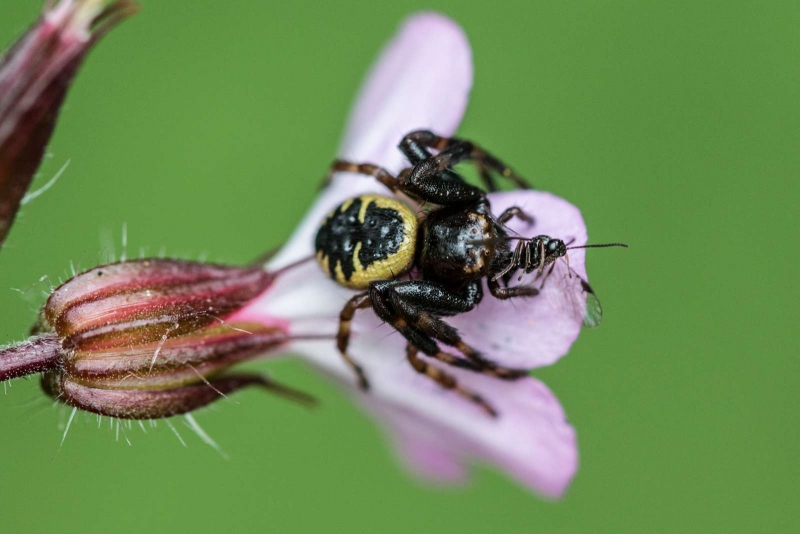 Araignee_napoleon_Synema_globosum_6.jpg