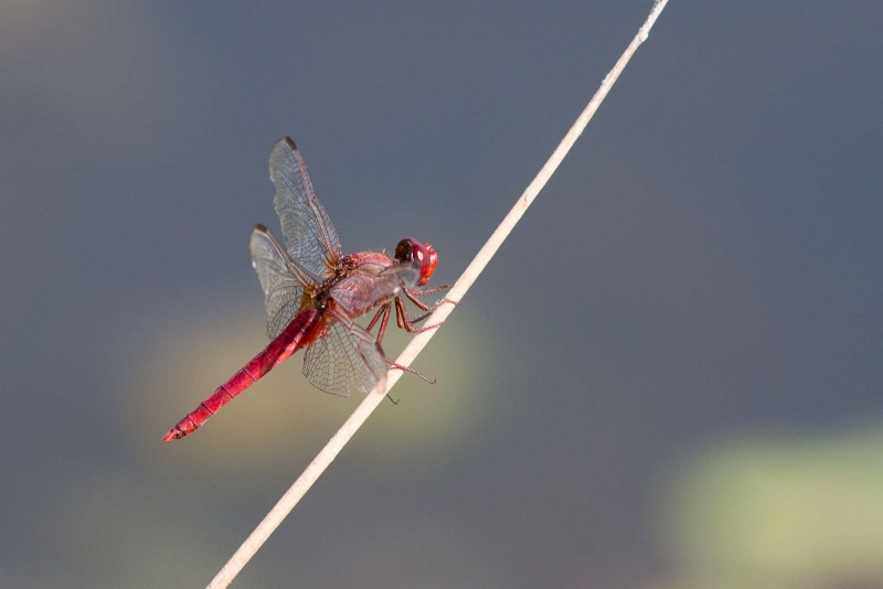 Crocothemis_erythraea_crocothemis_ecarlate_male_10.jpg