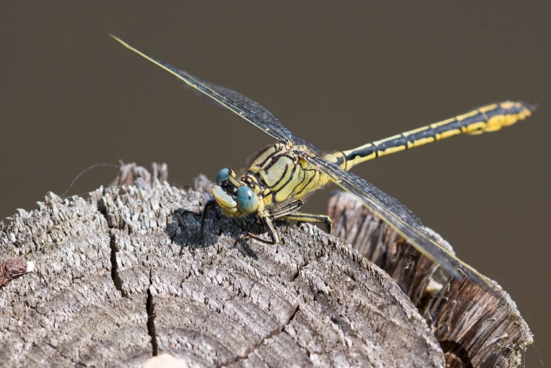 Photo Insectes