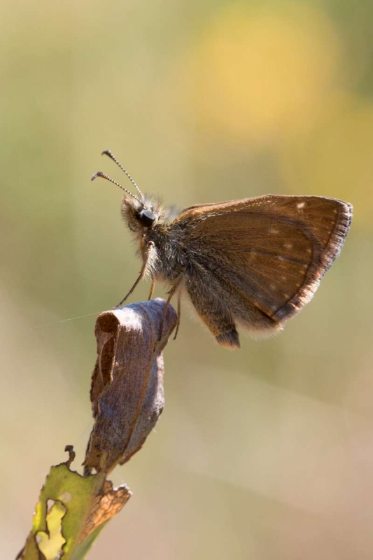 Point_de_Hongrie_Erynnis_tages.jpg