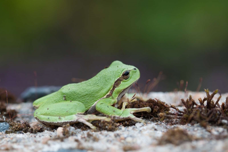 Photo Amphibiens
