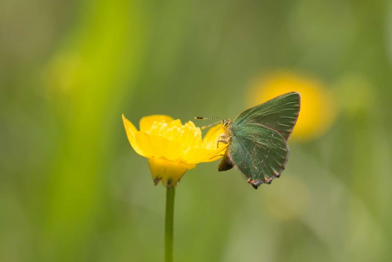 Thecla_de_la_ronce_Callophrys_rubi_8.jpg
