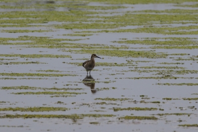 Identification Oiseaux